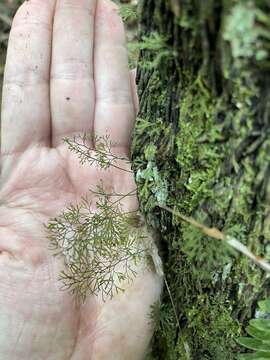 Image of treetrunk bristle fern