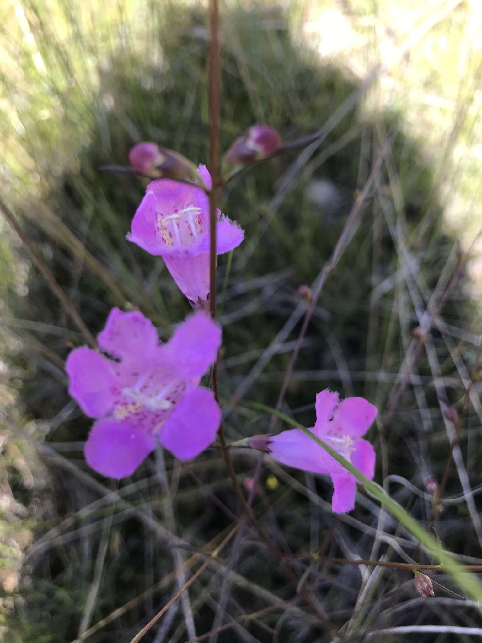 Image of coastal plain false foxglove