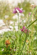 Imagem de Allium kermesinum Rchb.