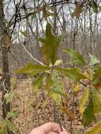 Imagem de Quercus filialis Little