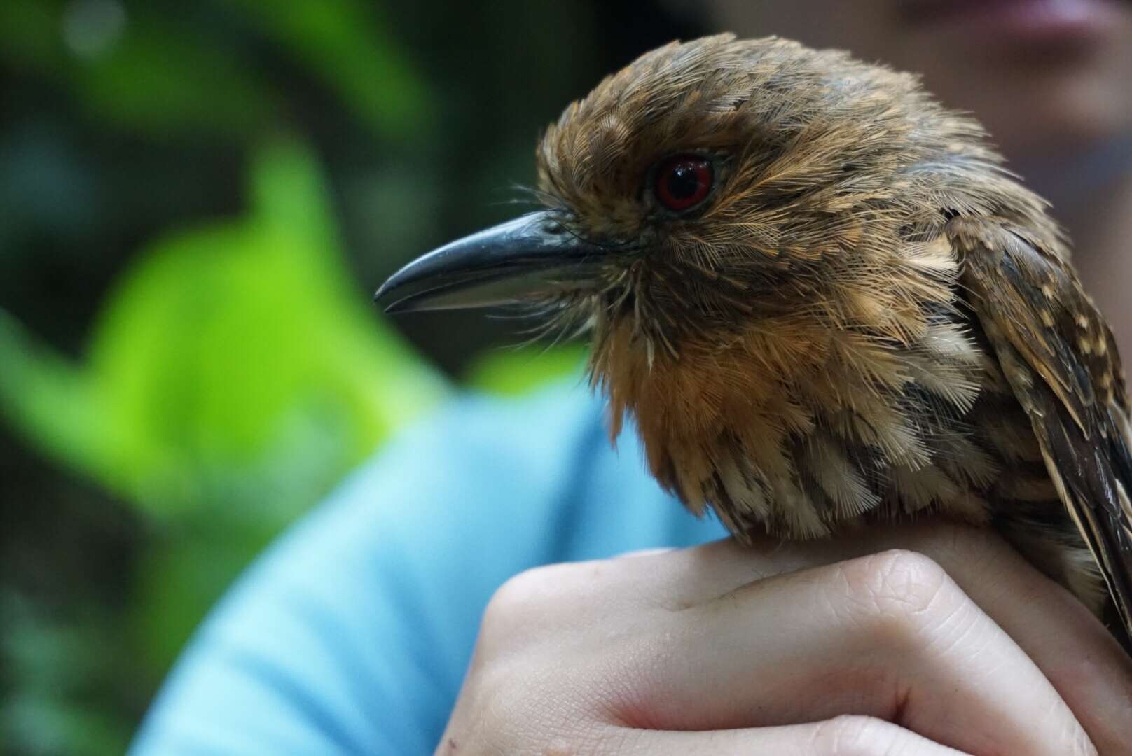 Image of White-whiskered Puffbird