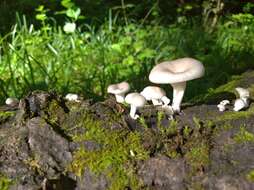 Image of Branched Oyster Mushroom