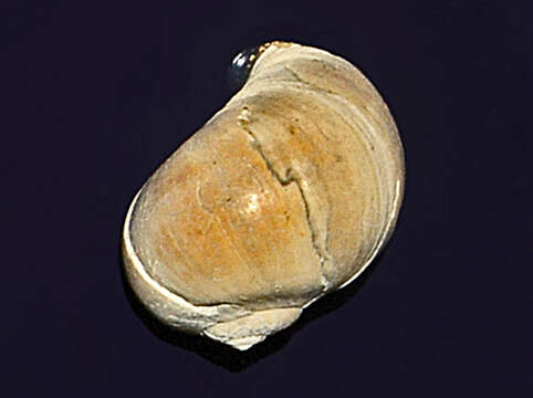 Image of European necklace shell