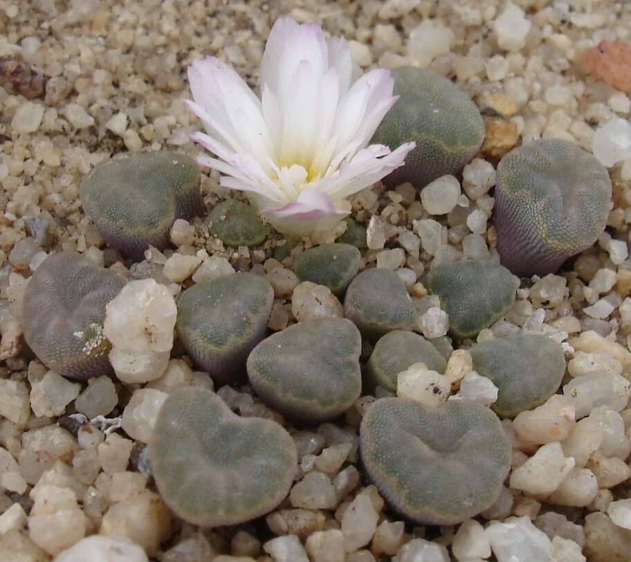 Image of Frithia humilis P. M. Burgoyne