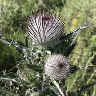 Imagem de Cirsium occidentale var. occidentale