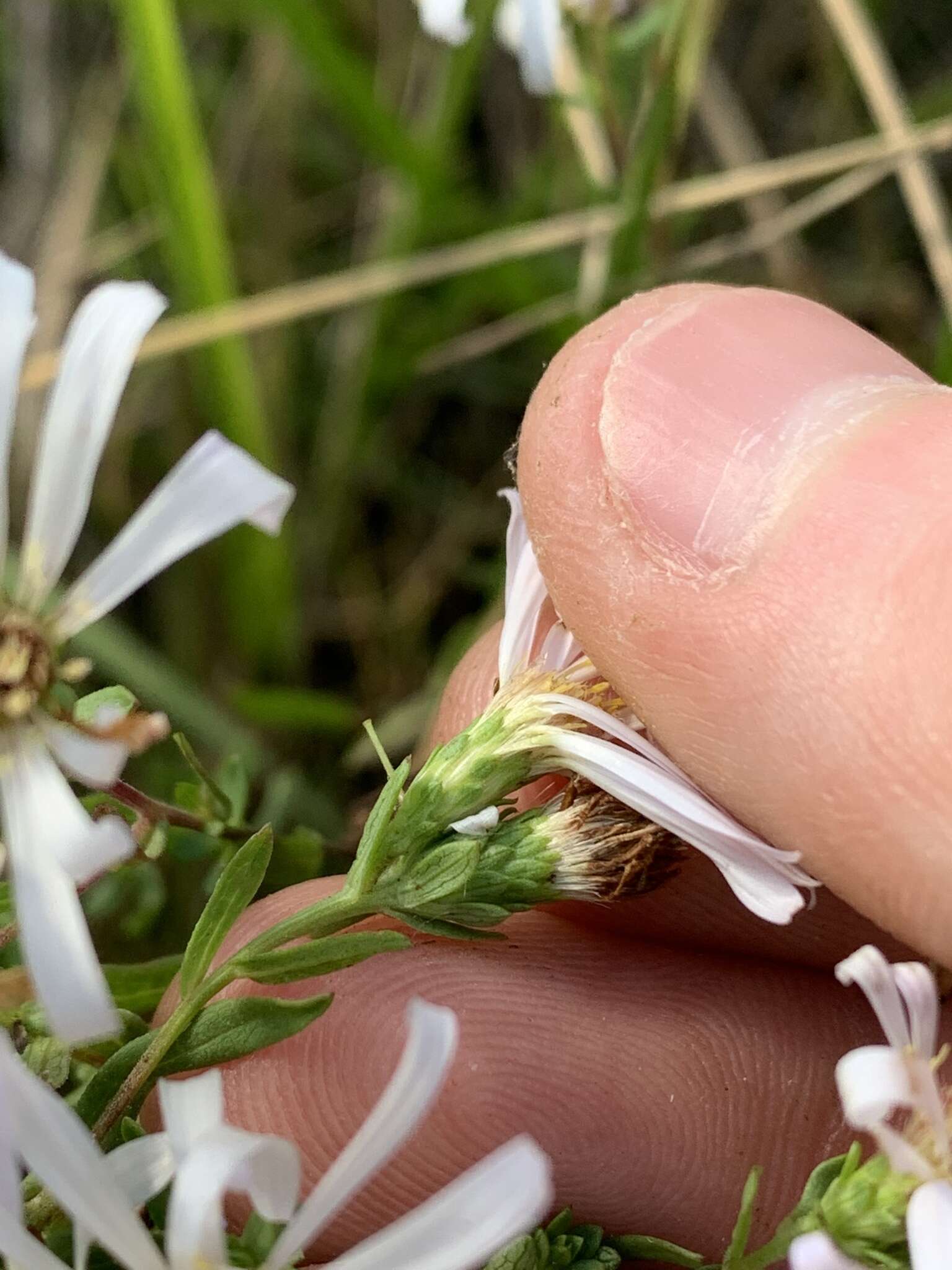 Image of Hall's aster