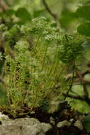 Sedum hispanicum L. resmi