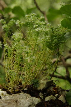 Sedum hispanicum L. resmi