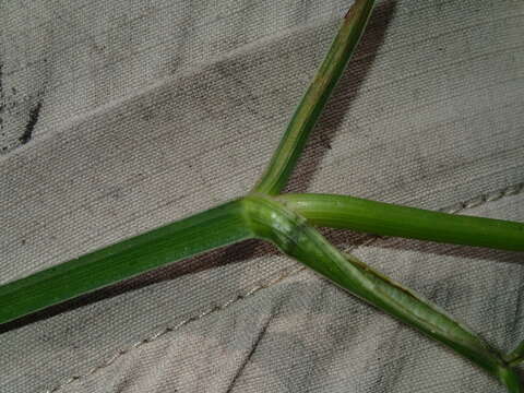 Image of Java waterdropwort