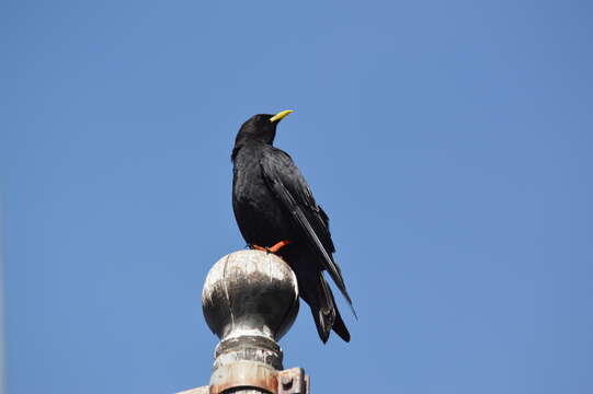 Image of Alpine Chough