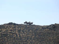 Image of argali, mouflon