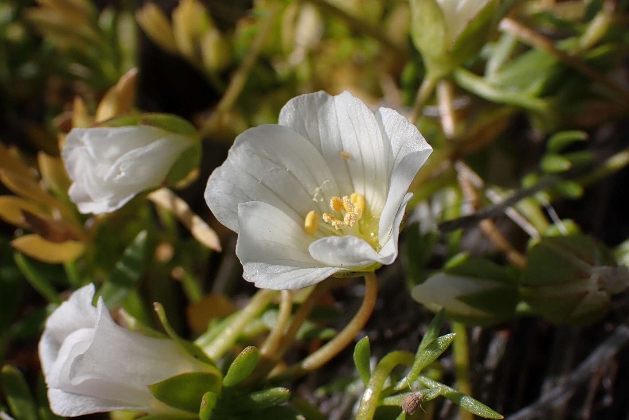 Imagem de Limnanthes alba subsp. parishii (Jeps.) Morin