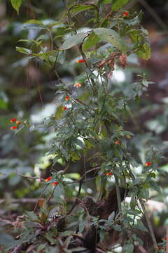 Image de Manettia luteorubra (Vell.) Benth.