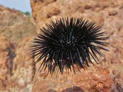 Image of Black Sea urchin