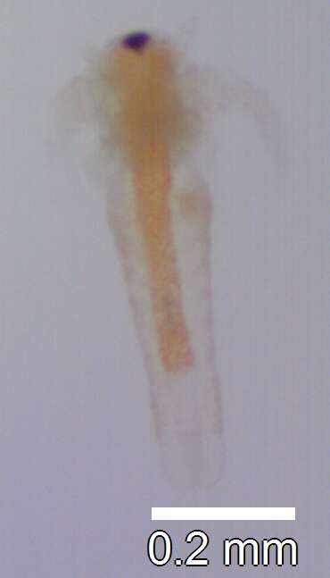 Image of brine shrimp