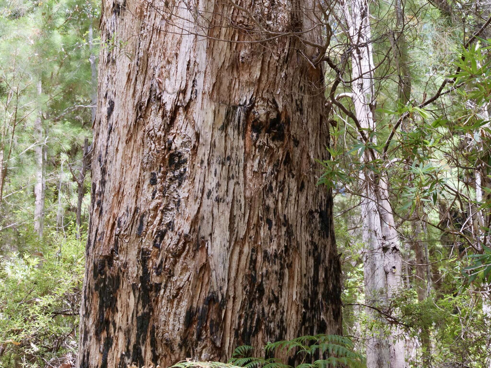 Image of Eucalyptus brevistylis Brooker