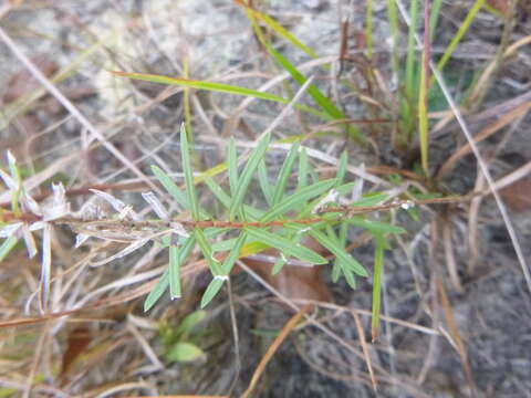 Imagem de Ionactis linariifolia (L.) Greene