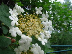 Image of Cranberry-tree