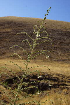 Image of big tarweed