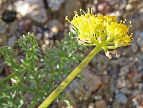 Image of rough desertparsley