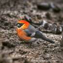 Image of Red-headed Bullfinch