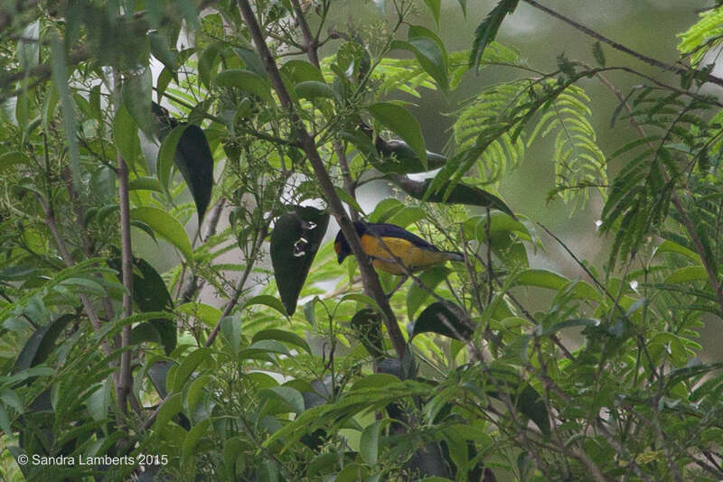 Image of Orange-bellied Euphonia