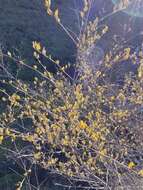 Image of woolyleaf ceanothus