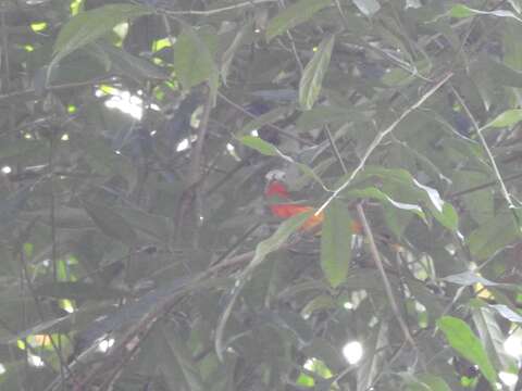 Image of Fiery-breasted Bush Shrike