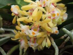 Imagem de Gastrochilus obliquus (Lindl.) Kuntze