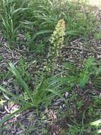 Image of Nuttall's deathcamas