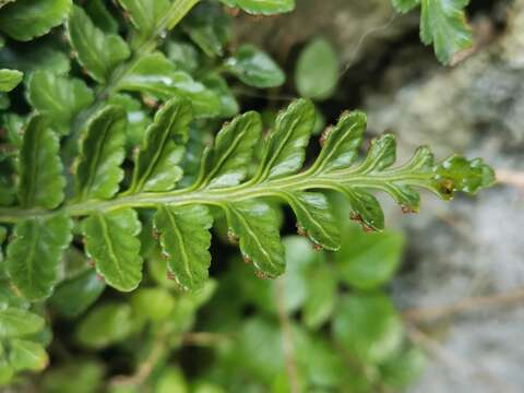 Image of Asplenium marinum L.