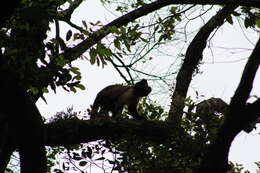 Image of Black-capped Capuchin