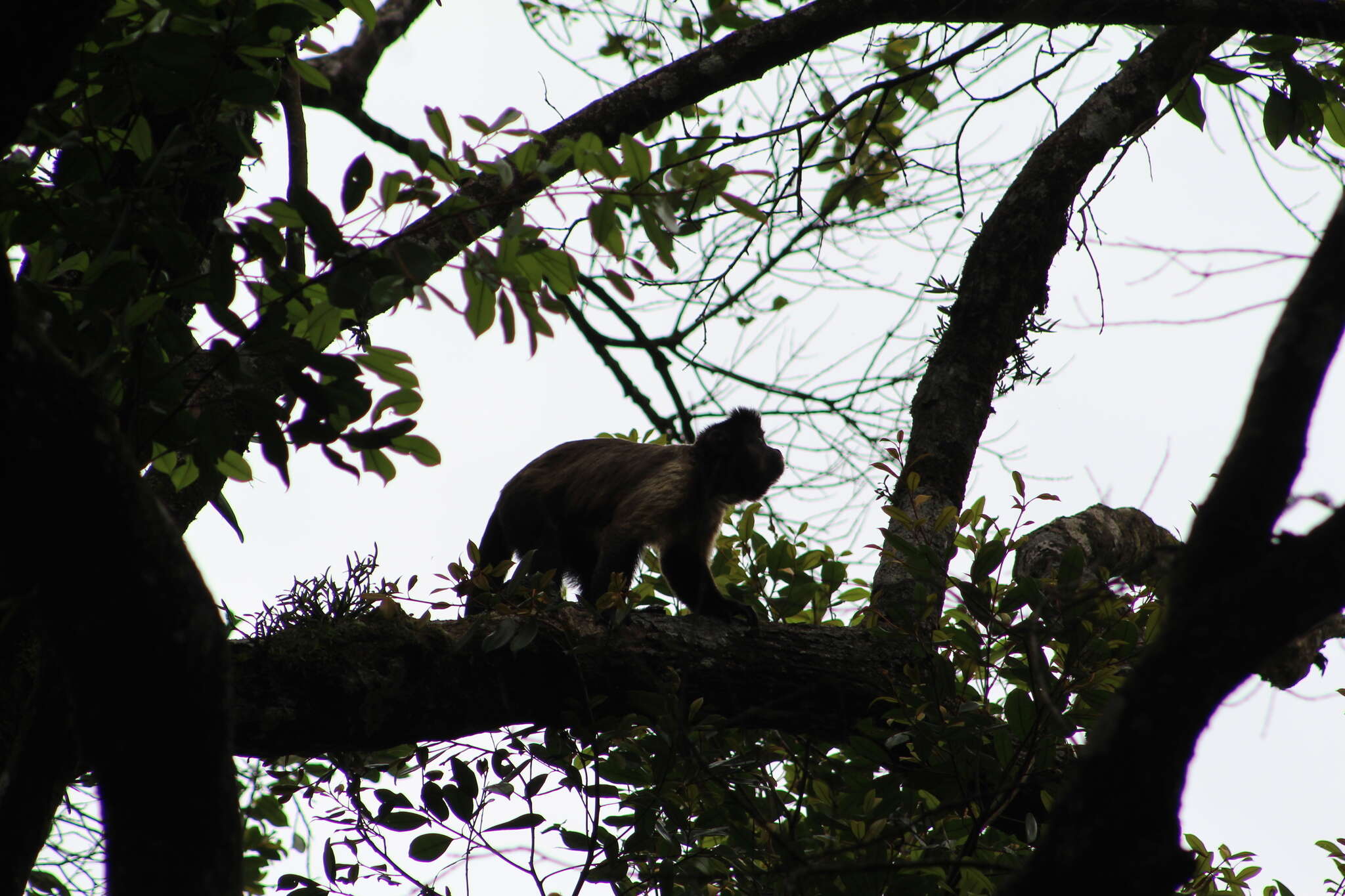 Image of Black-capped Capuchin