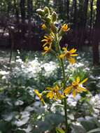 Image of Ligularia sibirica (L.) Cass.