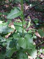 Image of Ligularia sibirica (L.) Cass.