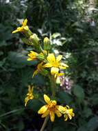 Image of Ligularia sibirica (L.) Cass.