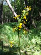 Image of Ligularia sibirica (L.) Cass.