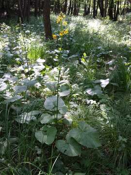 Image of Ligularia sibirica (L.) Cass.