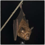 Image of Rufous Horseshoe Bat