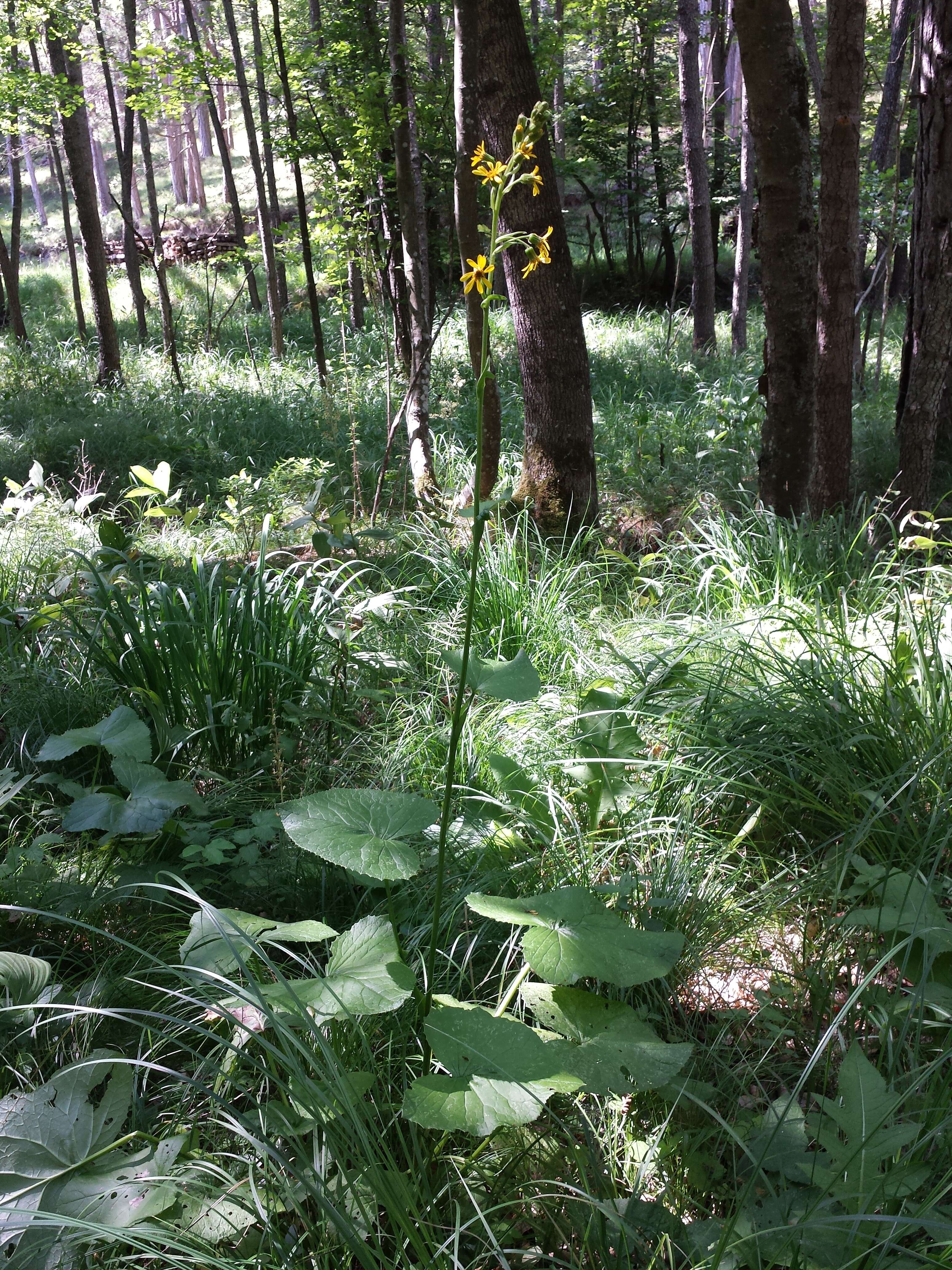 Image of Ligularia sibirica (L.) Cass.