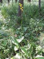 Image of Ligularia sibirica (L.) Cass.