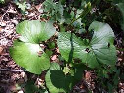 Image of Ligularia sibirica (L.) Cass.