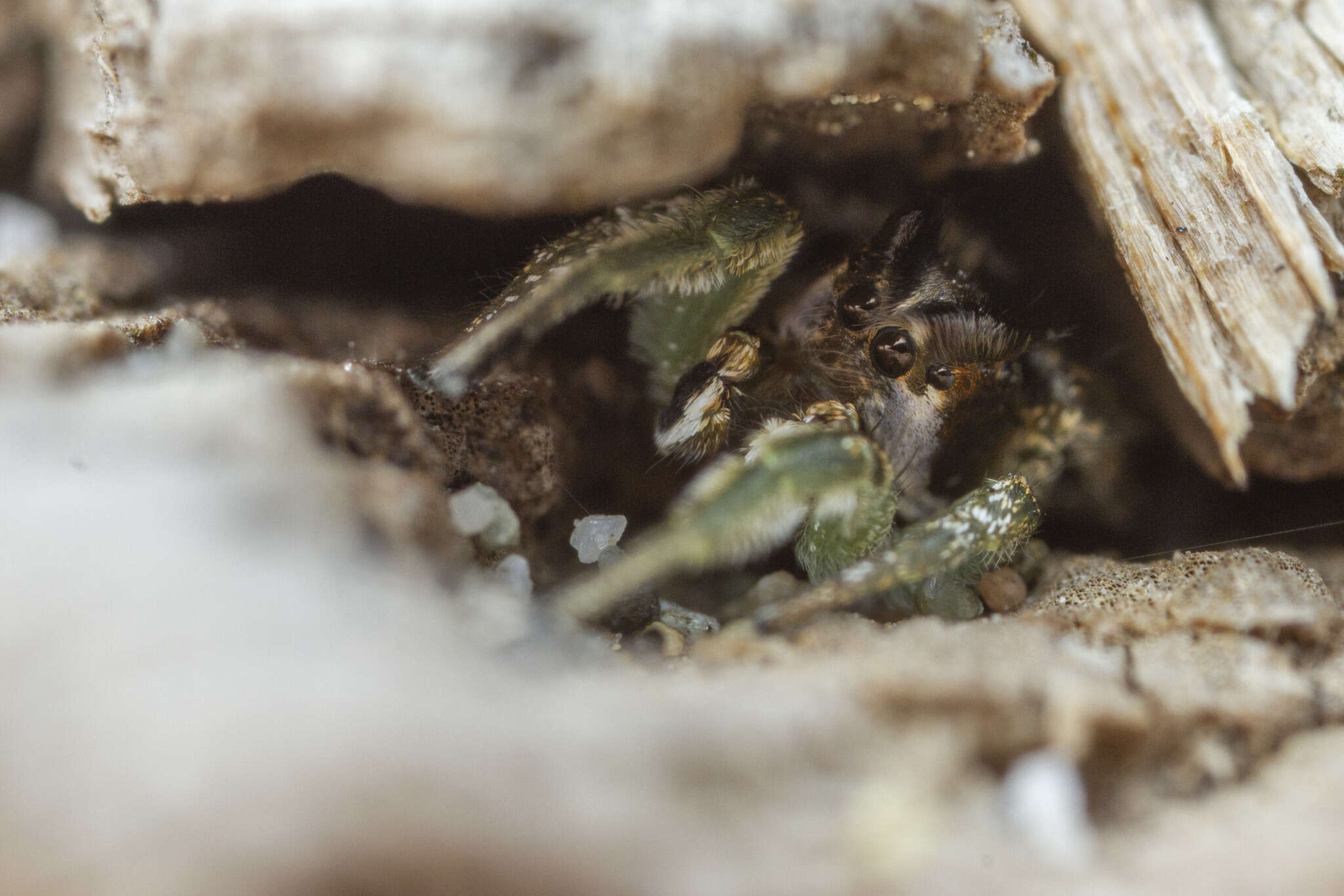 Image of Habronattus ophrys Griswold 1987