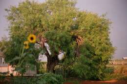 Image of honey mesquite