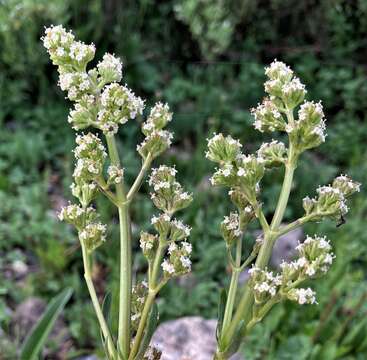 Image of <i>Valeriana <i>edulis</i></i> var. edulis