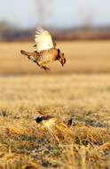 Image of Greater Prairie Chicken