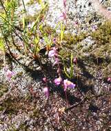 Image of Utricularia welwitschii Oliv.