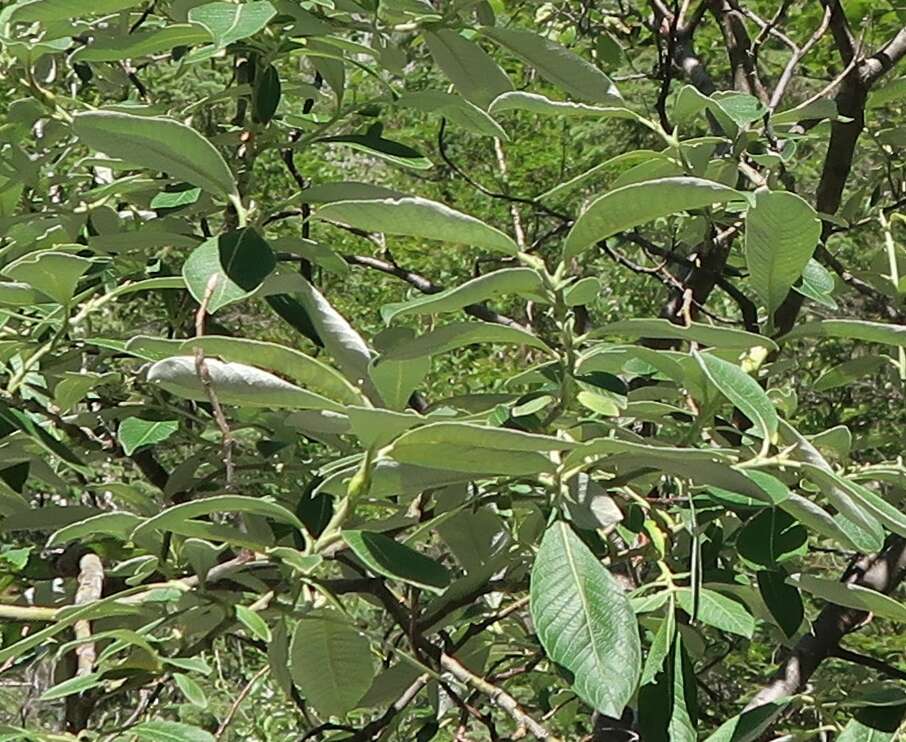 Image de Salix alaxensis (Anderss.) Coville