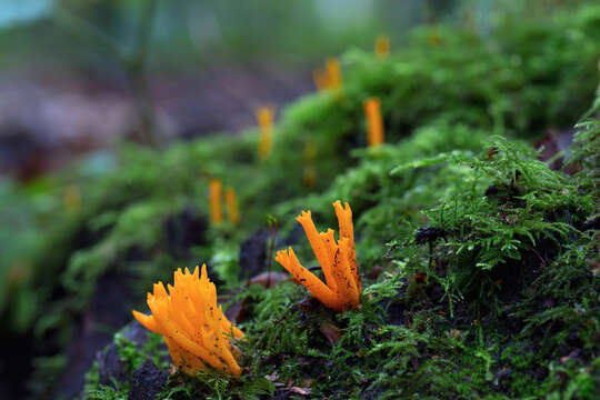 Imagem de Calocera viscosa (Pers.) Fr. 1821