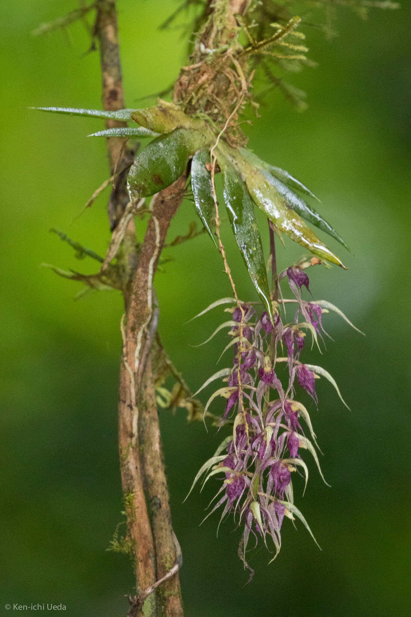 Plancia ëd Macroclinium ramonense (Schltr.) Dodson